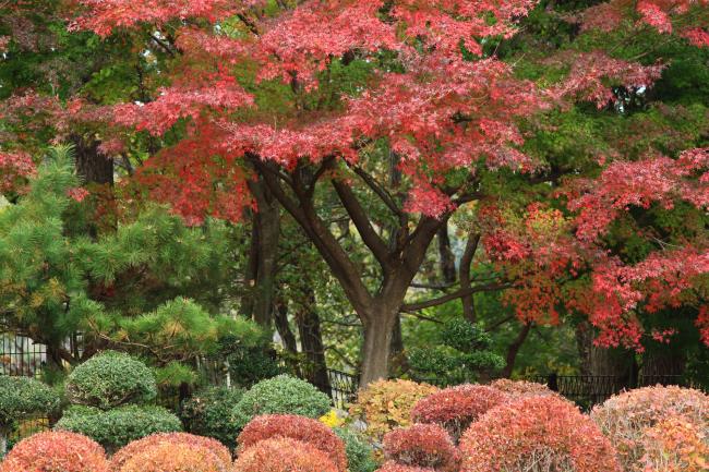 荻野運動公園の紅葉の写真