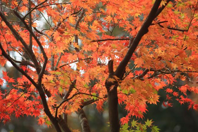 荻野運動公園の紅葉の写真