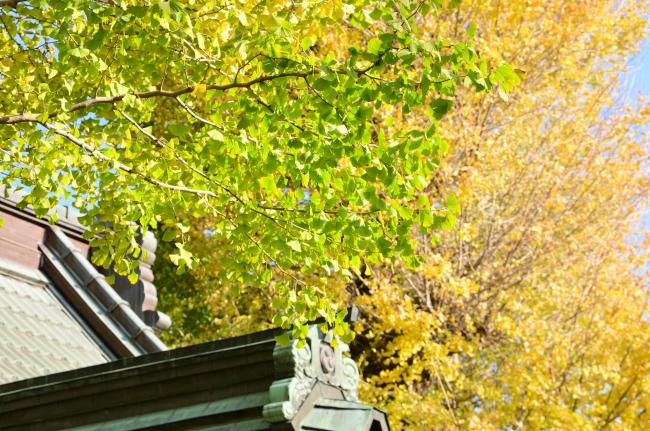 荻野運動公園の紅葉の写真