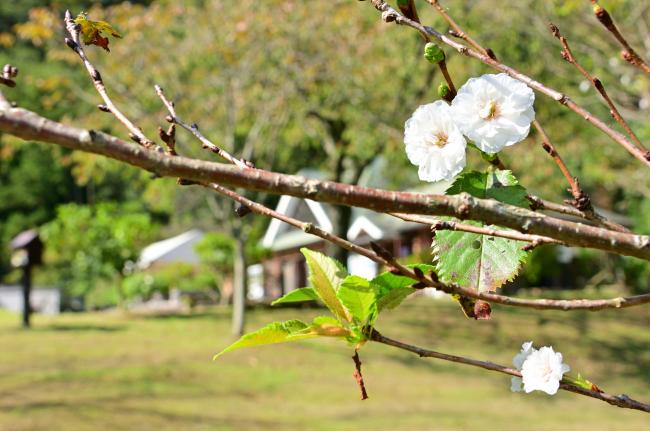 十月桜の写真