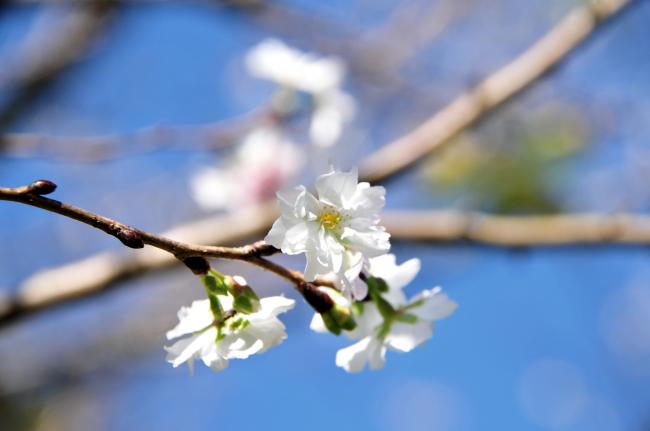 十月桜の写真