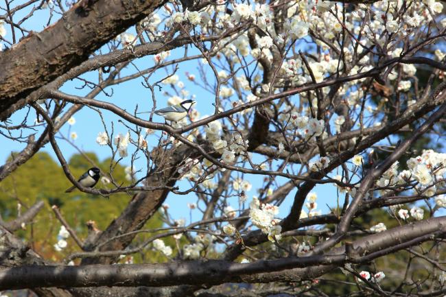 若宮公園のウメの写真