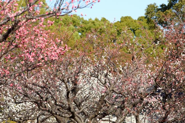 若宮公園のウメの写真