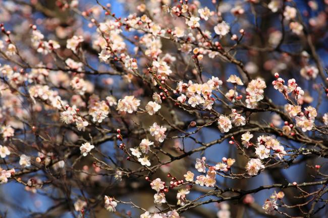 若宮公園のウメの写真