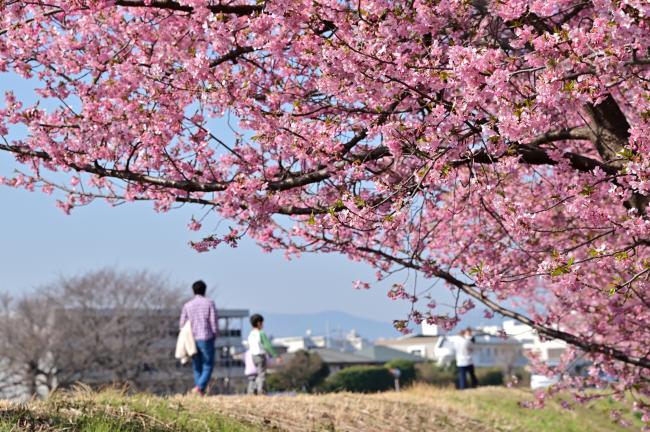 小鮎川沿いのカワヅザクラの写真