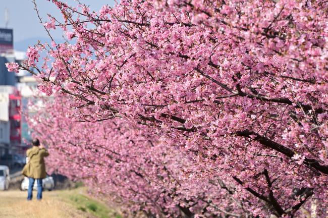 小鮎川沿いのカワヅザクラの写真