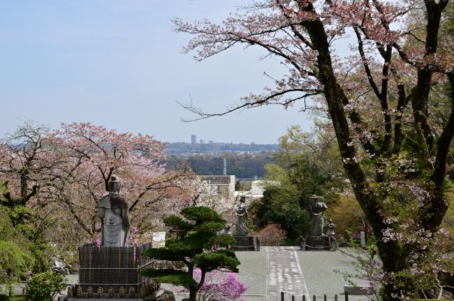 常昌院の桜の写真