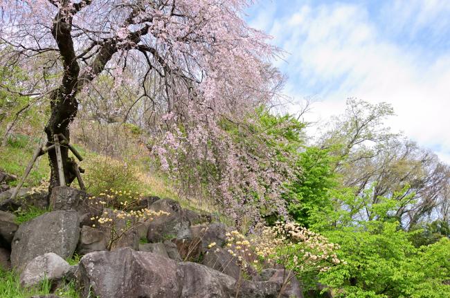 常昌院の桜の写真