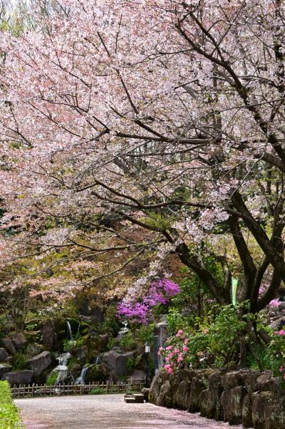 常昌院の桜の写真