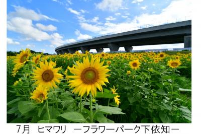 7月フラワーパーク下依知のヒマワリの写真