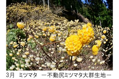 3月不動尻ミツマタ大群生地のミツマタの写真