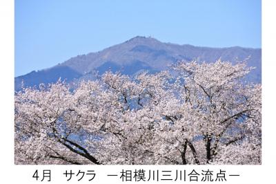 4月相模川三川合流点のサクラの写真