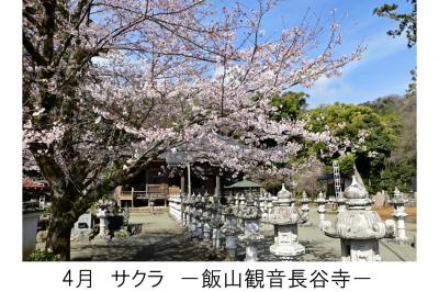 ４月飯山観音長谷寺のサクラの写真