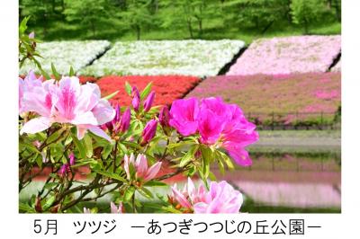５月あつぎつつじの丘公園のツツジの写真