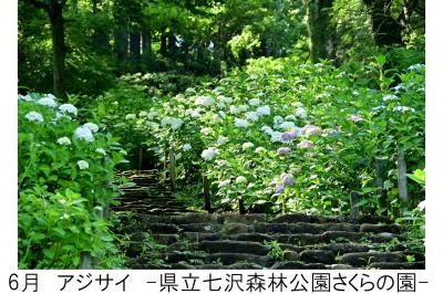 ６月県立七沢森林公園さくらの園のアジサイの写真