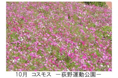 10月荻野運動公園のコスモスの写真