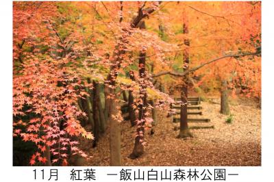 11月飯山白山森林公園の紅葉の写真