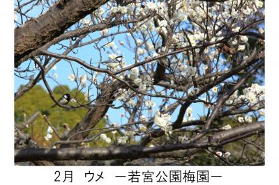 ２月若宮公園梅園のウメの写真