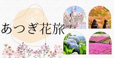 あつぎ花旅
