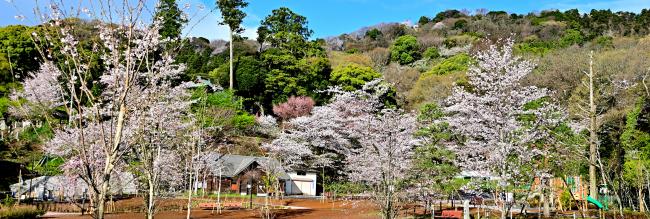 飯山白山森林公園桜の広場の写真