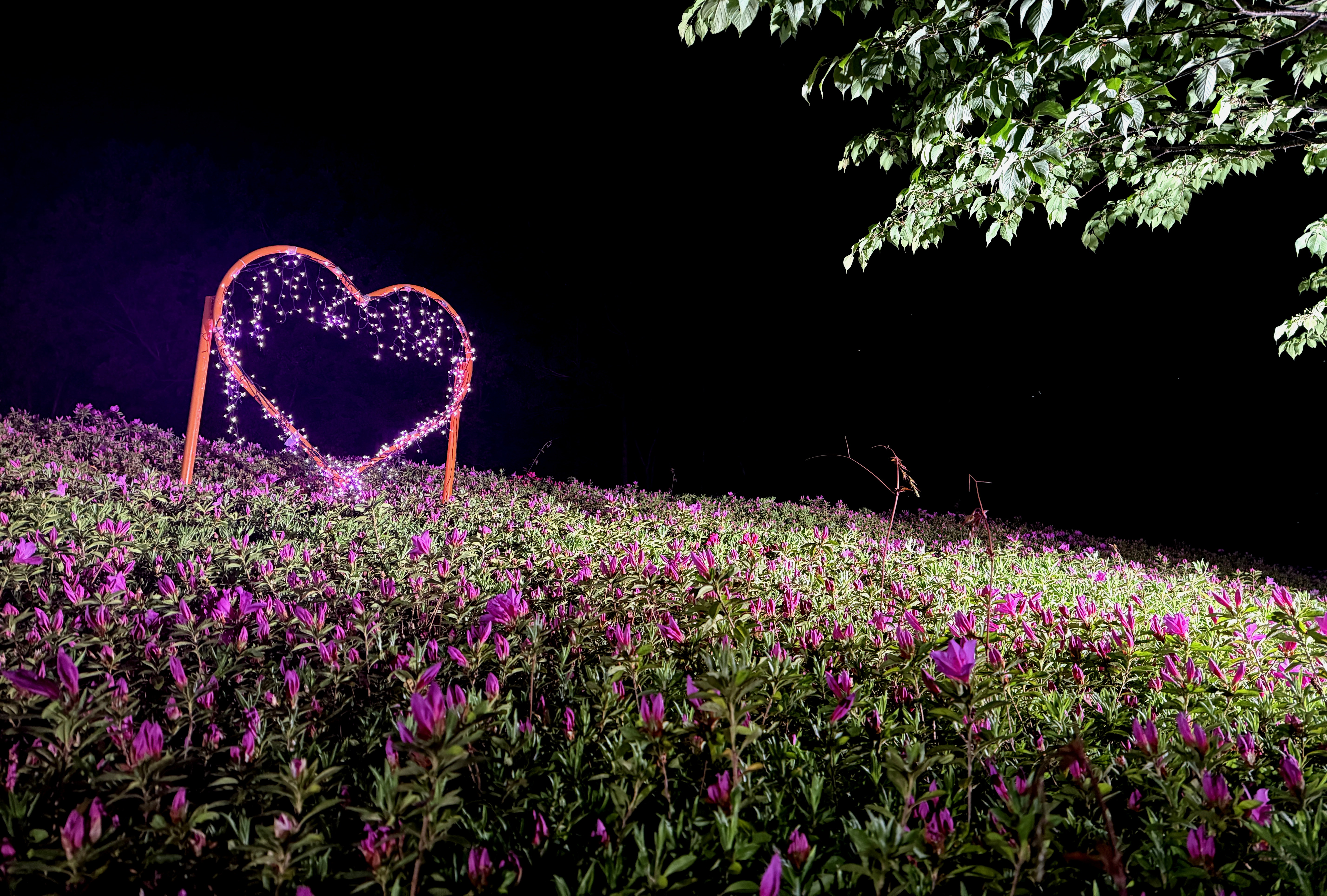 ライトアップ様子