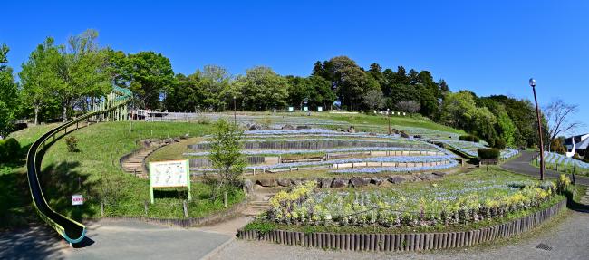 荻野運動公園のネモフィラの写真
