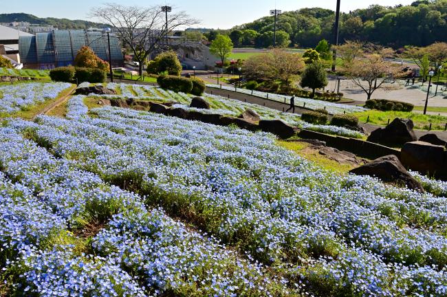 荻野運動公園のネモフィラの写真