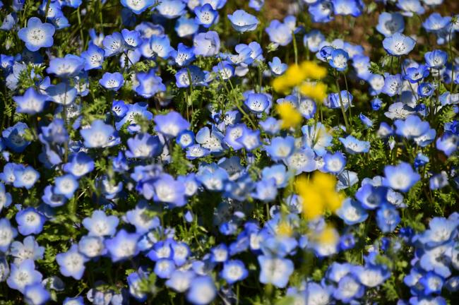 荻野運動公園のネモフィラの写真
