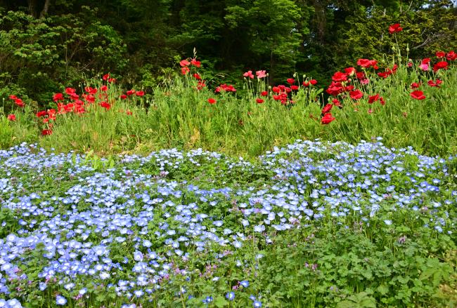 飯山花の里のポピーの写真