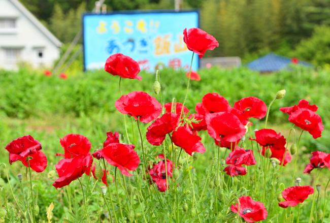 飯山花の里のポピーの写真