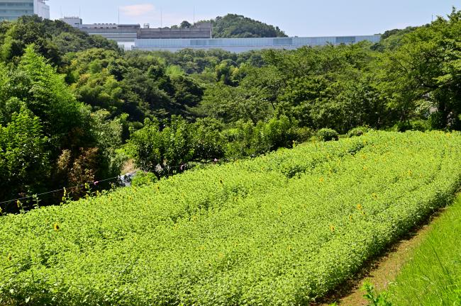 岡津古久ヒマワリの写真
