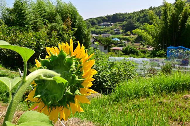 岡津古久ヒマワリの写真
