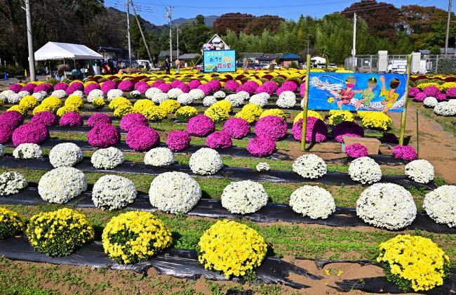 飯山花の里ザルギクの写真