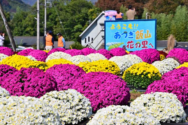 飯山花の里ザルギクの写真