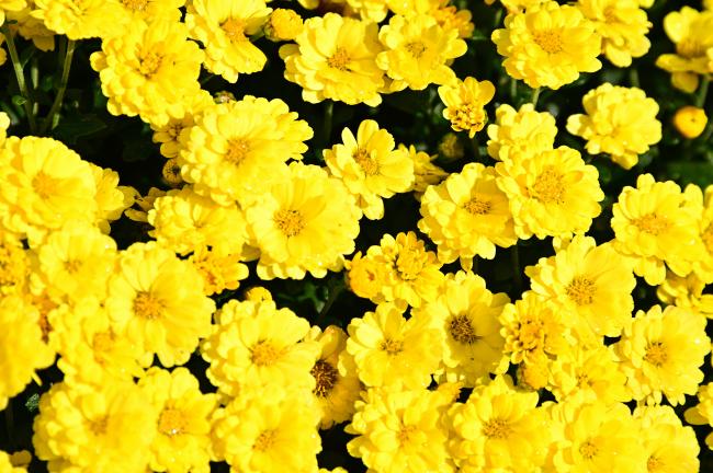 飯山花の里ザルギクの写真