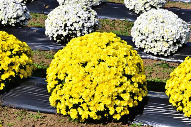 飯山花の里ザルギクの写真