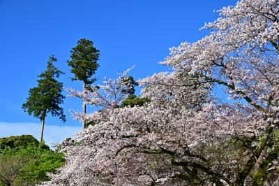 飯山の桜の写真