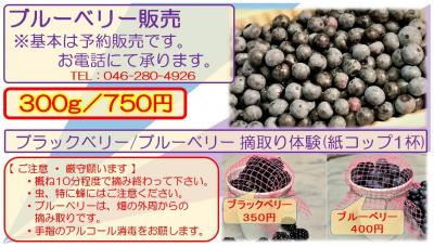 ブルーベリー摘み取り体験