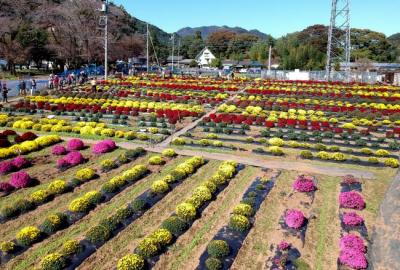 ザルギクの写真