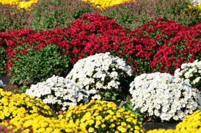 ザルギクの写真