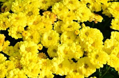 ザルギクの写真