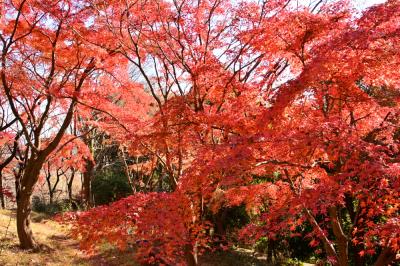 飯山白山森林公園の紅葉の写真