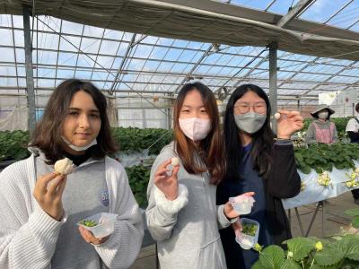 内海いちご園　いちご狩り