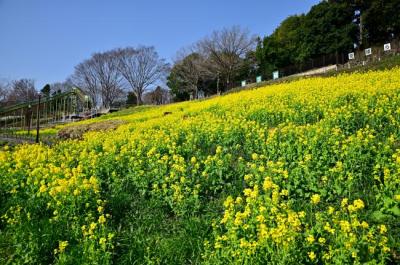 荻野運動公園の菜の花の写真