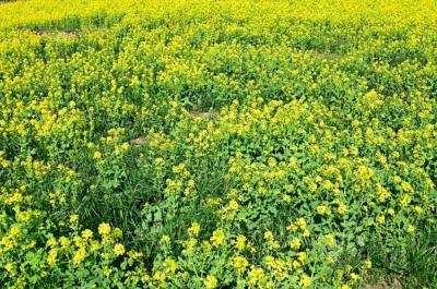 荻野運動公園の菜の花の写真
