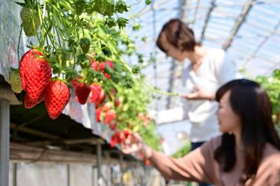 厚木イチゴ園