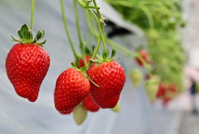 イチゴ狩りの写真