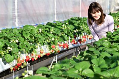 イチゴ狩りの写真