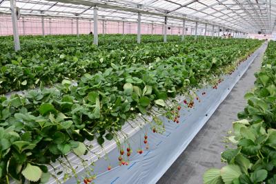 イチゴ狩りの写真