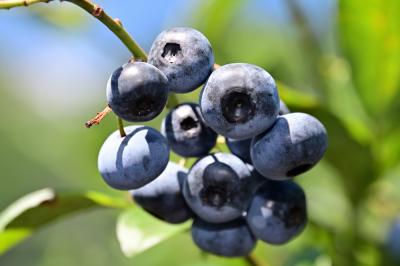 Blueberry HILLS あつぎの写真